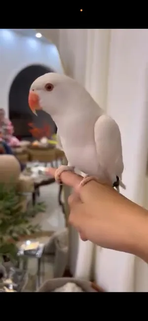 ببغاء دره البينو