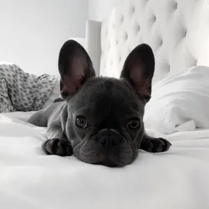 French Bulldog Puppies Ready To go