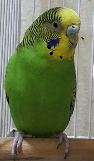 Green female budgie for 25 dirhams