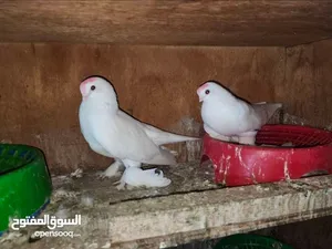 متاح زوج كمبك نجفس اصلم