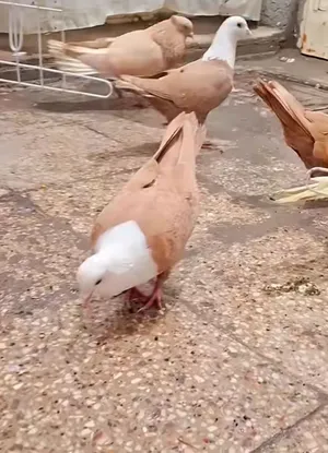 مطلوب حمام نفس لون