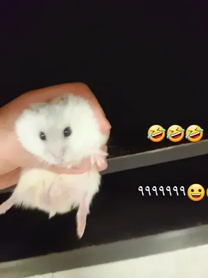 عدد 3هامستر