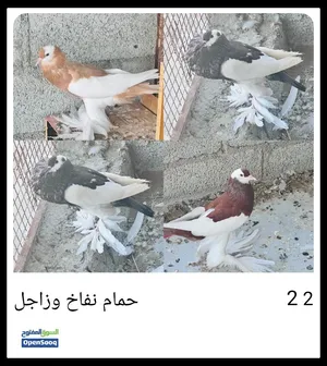 مطلوب الحمام نفاخ الزكر