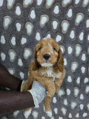 Cockapoo Puppies