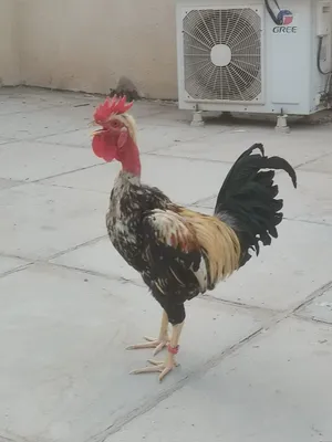 بصره القديمه يم جامع الكواز