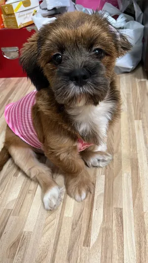 Female dog for adoption كلبة أنثى للتبني