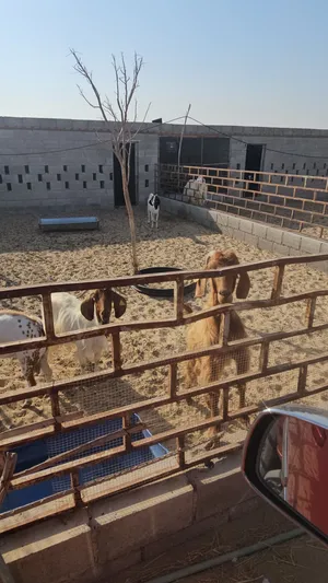 غنم للبيع تهجين بورقوت وسورية