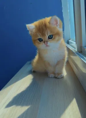 Purebred British Shorthair Kitten Blue Golden Ay12 ( rare color)