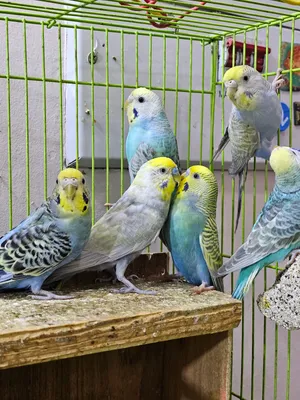 متاح طيور حب