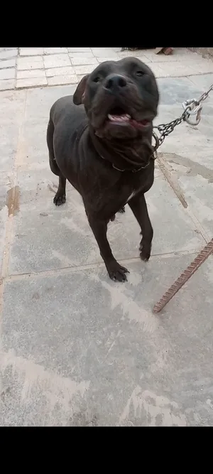 زوج بتبول خط دم نقي