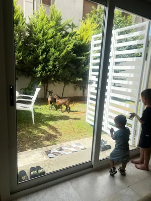عنزة عاشوراءو عنز