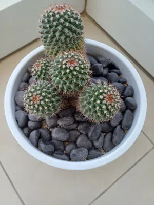 Cactus صبار
