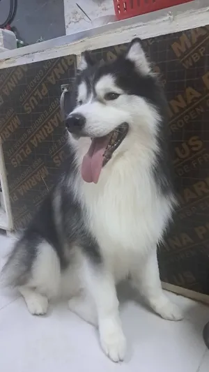male milo for adoption you must have a villa or farm and pet lover