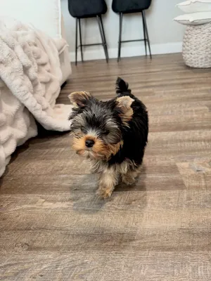 Pretty Yorkie puppies available 2 females 1 male