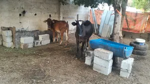أبقار مهجنة للبيع
