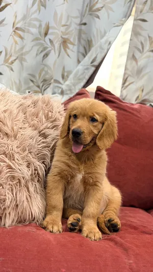 Golden Retrievers Puppies For Sale in UAE