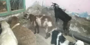 غنم برقي وغنم بلدي
