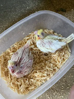 بسم الله ما شاء الله
