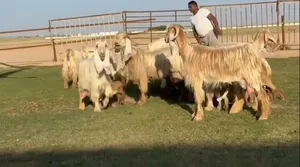ماعز عوارض صفر كريمية نوادر معزا مميزه