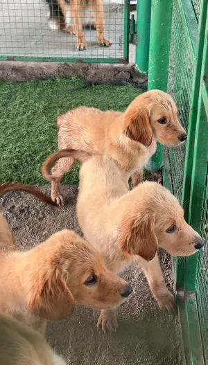 Golden retriever puppies
