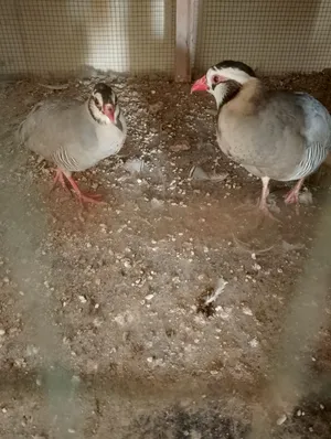 طيور للبيع