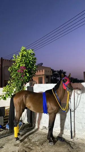 حصان عربي للبيع