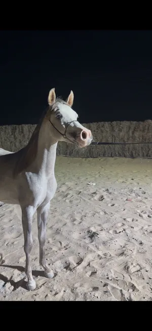 مهر عربي للبيع