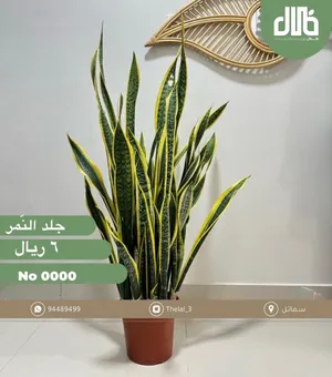 شتلات الفاكهة والزينة