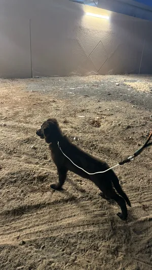 جيرمن شيبرد بلاك رويال