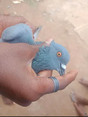 حمام سوادي