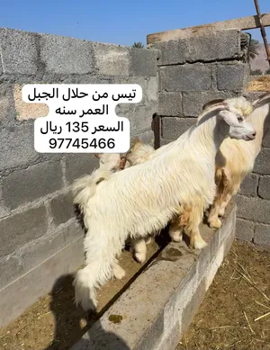 جدايا وكباش ذبائح طيبه وسمينه