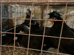 طقم جاج فرح ذيبا عمر 6اشهر السعر 30 موجودات بالكوره كفر عوان