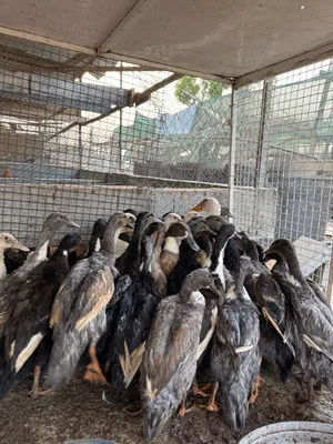 بط عماني منتجه
