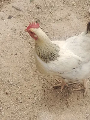 دجاج بياض للبيع