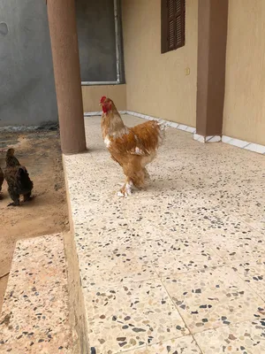 بسم الله توكلت على الله للبيع كوبية براهما