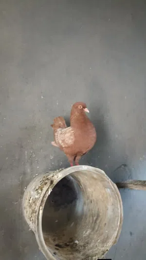 انثي ميني للبيع