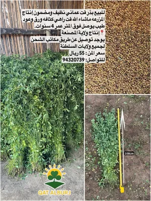 للبيع بذر قت عماني نظيف ومضمون كثافه ورق وعود يوصل فوق المتر