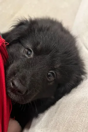 German shepherd golden retriever mix puppy