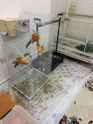 للبيع ببغاء كاسكو و ثلاث طيور صن كنيور