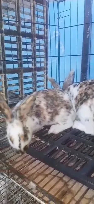 جوز ركس ثلاثي عمر 3 شهور ، اقرأ الوصف
