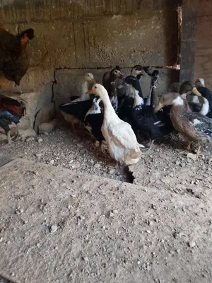 بط شرشيري للبيع صحه ونظافة