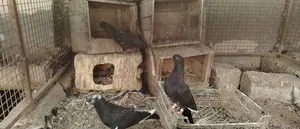 للبيع حمام قلاب
