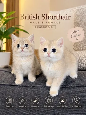 BRITISH SHORTHAIR MALE AND FEMALE