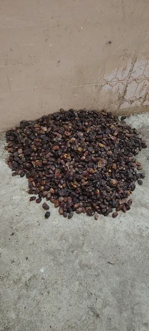 للبيع نفيعه بو دله مال السنه