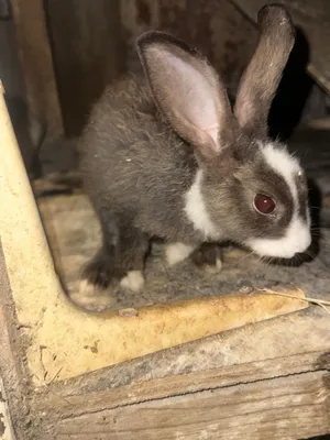 Rabbits for sale