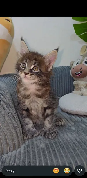 Maine coon kittens Available playful active trained