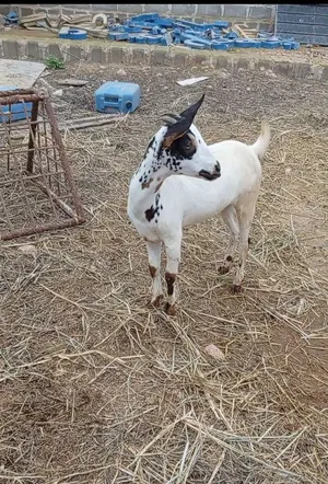 صخلة من الحلال الظفاري