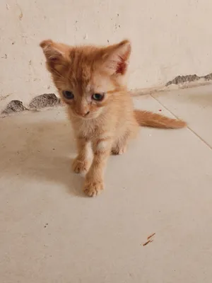 cat for sale