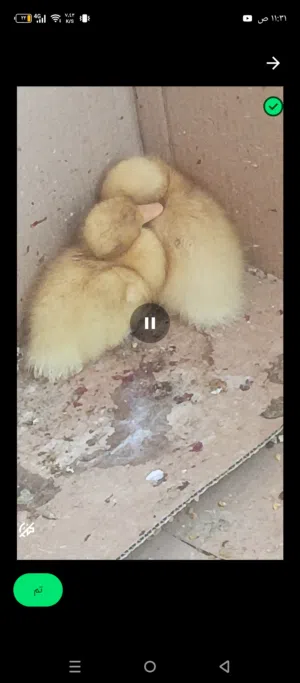 بط للبيع  على 3 مع قفس