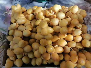جميع انواع النخيل البرحي